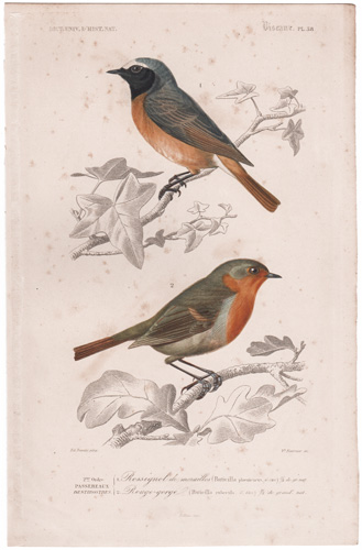 Redstarts
